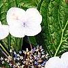 Hydrangea macrophylla 'Blaumeise', flowers