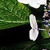 Hydrangea macrophylla 'Blaumeise', flowers