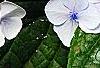 Hydrangea macrophylla 'Blaumeise', flowers