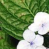 Hydrangea macrophylla 'Blaumeise', flowers