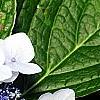 Hydrangea macrophylla 'Blaumeise', flowers