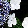 Hydrangea macrophylla 'Blaumeise', flowers