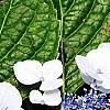 Hydrangea macrophylla 'Blaumeise', flowers