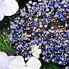 Hydrangea macrophylla 'Blaumeise', flowers