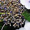 Hydrangea macrophylla 'Blaumeise', flowers