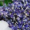 Hydrangea macrophylla 'Blaumeise', flowers