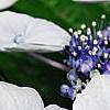 Hydrangea macrophylla 'Blaumeise', flowers