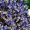 Hydrangea macrophylla 'Blaumeise', flowers