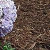 Hydrangea macrophylla 'Bailmer', habit