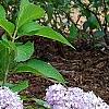 Hydrangea macrophylla 'Bailmer', habit