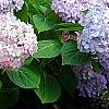 Hydrangea macrophylla 'Bailmer', habit