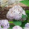Hydrangea macrophylla 'Bailmer', habit