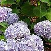 Hydrangea macrophylla 'Bailmer', habit