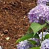 Hydrangea macrophylla 'Bailmer', habit