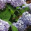 Hydrangea macrophylla 'Bailmer', habit
