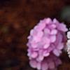 Hydrangea macrophylla 'Bailmer', flowers