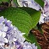 Hydrangea macrophylla 'Bailmer', flowers