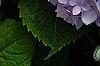 Hydrangea macrophylla 'Bailmer', flowers