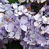 Hydrangea macrophylla 'Bailmer', flowers