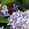 Hydrangea macrophylla 'Bailmer', flowers