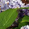 Hydrangea macrophylla 'Bailmer', flowers