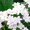 Hydrangea macrophylla 'Fuji-no-taki', flowers