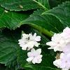 Hydrangea macrophylla 'Fuji-no-taki', flowers