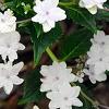Hydrangea macrophylla 'Fuji-no-taki', flowers