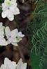 Hydrangea macrophylla 'Fuji-no-taki', flowers