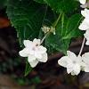 Hydrangea macrophylla 'Fuji-no-taki', flowers