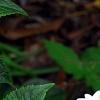 Hydrangea macrophylla 'Fuji-no-taki', flowers