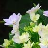 Hydrangea macrophylla 'Fuji-no-taki', flowers
