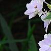 Hydrangea macrophylla 'Fuji-no-taki', flowers
