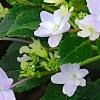 Hydrangea macrophylla 'Fuji-no-taki', flowers