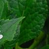 Hydrangea macrophylla 'Fuji-no-taki', flowers