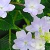 Hydrangea macrophylla 'Fuji-no-taki', flowers