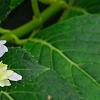Hydrangea macrophylla 'Fuji-no-taki', flowers