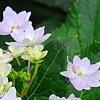 Hydrangea macrophylla 'Fuji-no-taki', flowers
