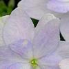 Hydrangea macrophylla 'Fuji-no-taki', flowers