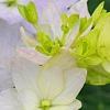 Hydrangea macrophylla 'Fuji-no-taki', flowers