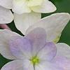 Hydrangea macrophylla 'Fuji-no-taki', flowers