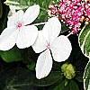 Hydrangea macrophylla 'Mariesii', flowers