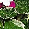 Hydrangea macrophylla 'Mariesii', flowers