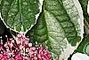 Hydrangea macrophylla 'Mariesii', flowers
