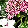 Hydrangea macrophylla 'Mariesii', flowers