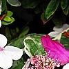 Hydrangea macrophylla 'Mariesii', flowers