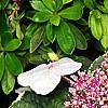 Hydrangea macrophylla 'Mariesii', flowers