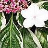 Hydrangea macrophylla 'Mariesii', flowers
