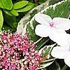 Hydrangea macrophylla 'Mariesii', flowers