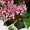 Hydrangea macrophylla 'Mariesii', flowers